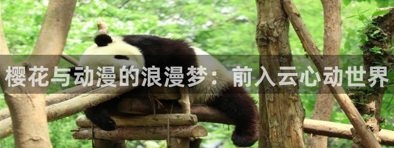 omofun老版本：樱花与动漫的浪漫梦：前入云心动世界